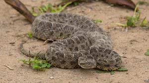 O veneno da jararaca responde por cerca de 70% dos acidentes com serpentes peçonhentas no estado paulista. | InfoEscola