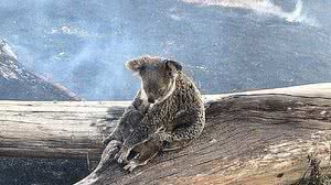 Reprodução/Jimboomba Police