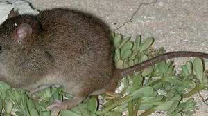 O Melanomys rubicola é um pequeno rato que vive em uma modesta ilha na | Ian Bell/Wikimedia Commons