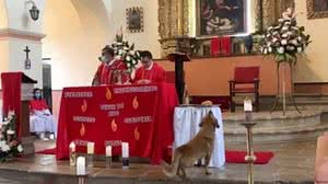 Momento em que o cachorro rouba o pão | Foto: Reprodução tv