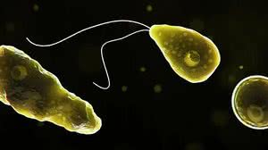 Foto: Reprodução/CDC