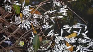 Tânia Rêgo/Agência Brasi