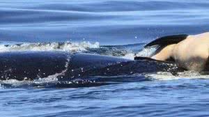 Imagem Drama: orca carrega filhote morto há 17 dias