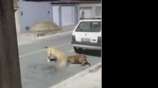 Imagem Pitbulls soltos em rua amedrontam moradores, atacam e matam gato; cenas fortes