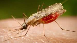 Portal Biologia/Divulgação