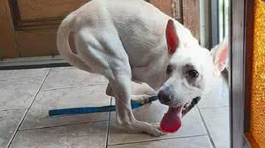 Reprodução / ONG Amapara Animal