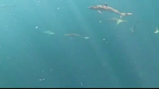 Grupos de pesquisadores e mergulhadores registraram um cardume com aproximadamente cem tubarões na manhã de segunda-feira (17) no Refúgio de Vida Silvestre do Arquipélago de Alcatrazes | Arquivo pessoal/Gustavo Luiz dos Santos Benedito