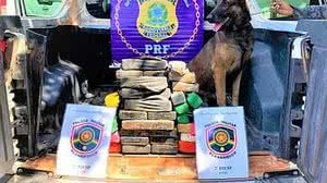 Imagem Cão farejador encontra 30 kg de substância semelhante a cocaína