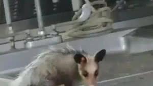 Imagem Gambá é flagrado comendo parte de corpo no IML do RJ