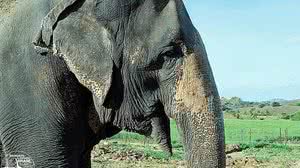 Imagem Vítima de maus tratos, elefanta viaja 2.700 km para chegar a santuário em MT