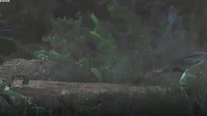 Imagem Vídeo: tamanduá-bandeira enfrenta onça-pintada e leva a melhor na briga