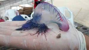 Caravelas Portuguesa | Agência Brasil