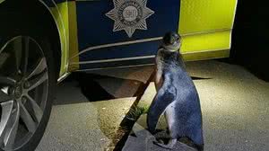 Imagem Pinguim é encontrado pela polícia andando numa estrada rural na Inglaterra
