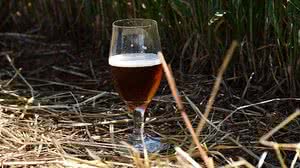 Imagem Cerveja mais cara: aquecimento global põe em risco produção de cevada