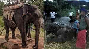 Moving Animals/Ape Rata