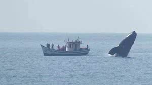 Mylo Inchausti Langley/ Divulgação