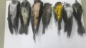 Martha Desmond/New Mexico State University