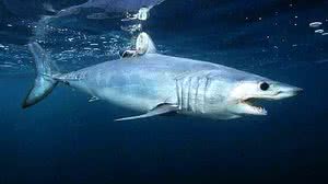 Foto: Reprodução/CCO