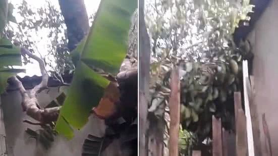 Moradora registrou imagens após a árvore cair sobre a casa no último sábado | Reprodução / CBM
