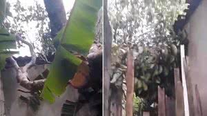 Moradora registrou imagens após a árvore cair sobre a casa no último sábado | Reprodução / CBM