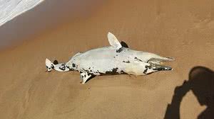 Divulgação Instituto Biota