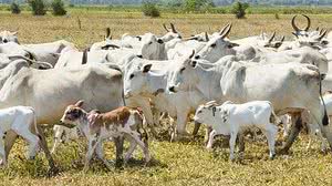 Agência IBGE Notícias