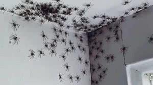 Reprodução / Twitter