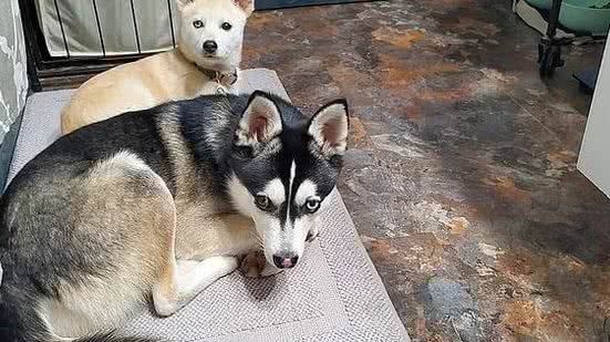 Reprodução/Twitter