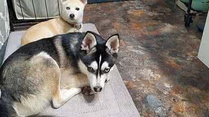 Reprodução/Twitter