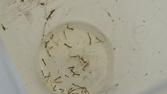 Carla Cleto/Ascom Sesau