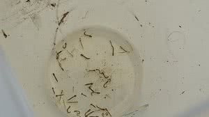 Carla Cleto/Ascom Sesau