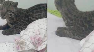 Foto: Reprodução/PMA