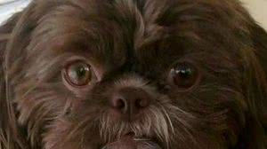 Eutanásia de Emma foi realizada para atender a pedido da dona da cadela | NBC12