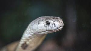 Zoológico de Brasília