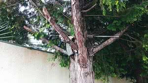 A arma foi encontrada na manhã desta segunda-feira (18) | Foto: Reprodução/RPC-Eduardo Andrade