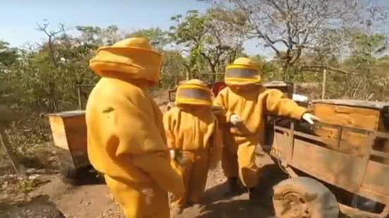 Imagem Os desafios da produção de mel na Serra do Roncador