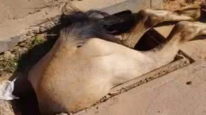 Foto: Divulgação/CBM-MG