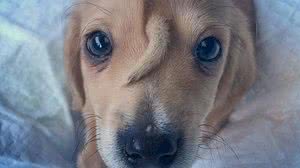 Baleia nasceu com rabinho entre os olhos | Reprodução / Twitter