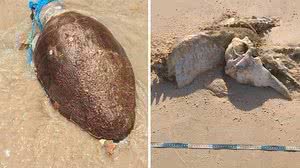 Imagem Tartaruga e golfinho são encontrados mortos em praias de Alagoas