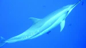 Golfinho | José Martins/Projeto Golfinho Rotador.