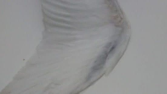 Foto: Instituto Biota