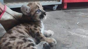 Divulgação/Corpo de Bombeiros