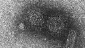 Instituto Adolfo Lutz