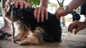 Marcelo Camargo / Agência Brasil