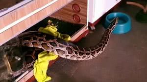 Divulgação / PC-DF