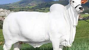 Foto: Casa Branca Agropastoril/Divulgação