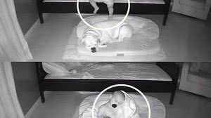 Imagem Mãe flagra como bebê dorme com cão toda noite no chão; veja vídeo