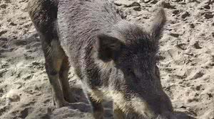 Foto: Reprodução/IBAMA