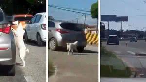 Imagem Cachorro é abandonado em Belém e gera revolta; assista!