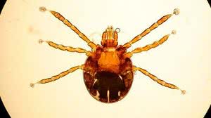 Larva de Rhipicephalus microplus com aumento de 100 vezes | Guilherme Marcondes Klafke